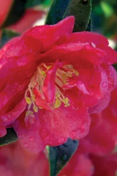 October Magic Rose Camellia - 3 Gallon Pot
