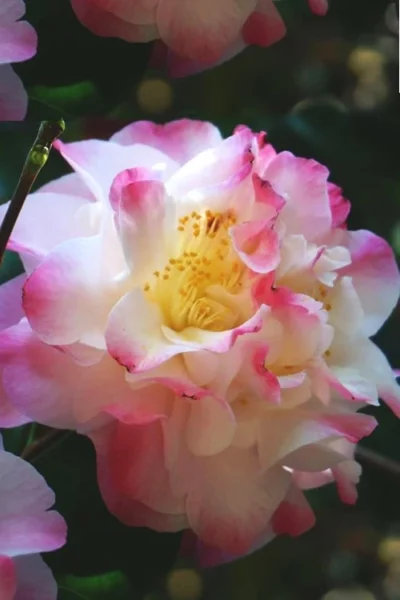 Omega Camellia Japonica - 3 Gallon Pot 9 Omega Camellia Japonica - 3 Gallon Pot -Chaste Tree World camellia omega 3