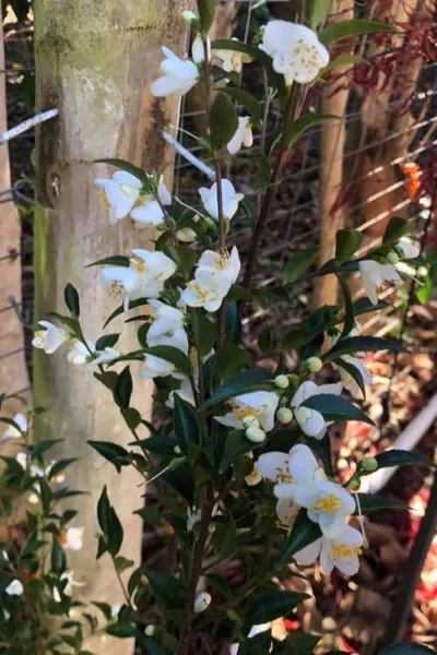 Parvilimba Camellia - 5 Gallon Pot -Chaste Tree World camellia parvilimba 4