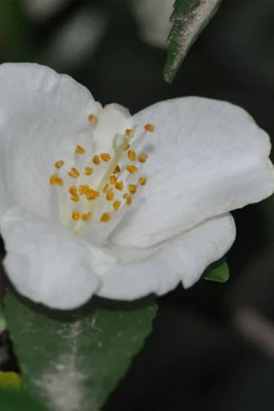 Parvilimba Camellia - 5 Gallon Pot -Chaste Tree World camellia parvilimba 6