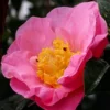 Autumn Pink Icicle Cold Hardy Camellia - 3 Gallon Pot