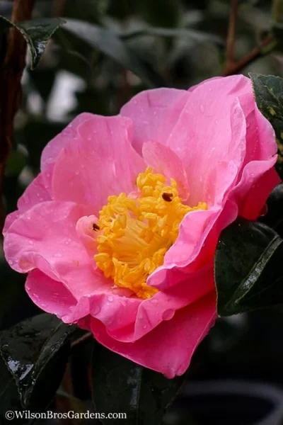 Autumn Pink Icicle Cold Hardy Camellia - 3 Gallon Pot