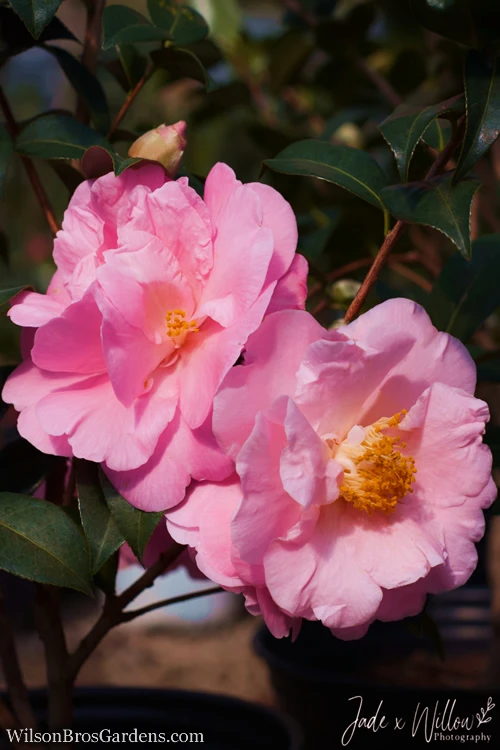 Pink Icicle Cold Hardy Camellia Hybrid - 6 Pack Of 1 Gallon Pots 4 Pink Icicle Cold Hardy Camellia Hybrid - 6 Pack Of 1 Gallon Pots - Image 4
