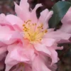Pink Snow Camellia Sasanqua - 3 Gallon Pot