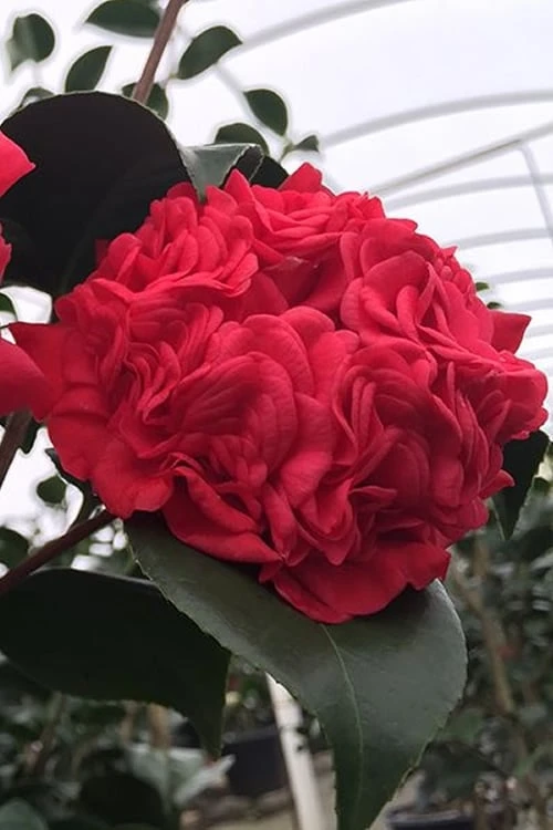Professor Sargent Camellia Japonica - 7 Gallon Pot (3-4') 1 Professor Sargent Camellia Japonica - 7 Gallon Pot (3-4')