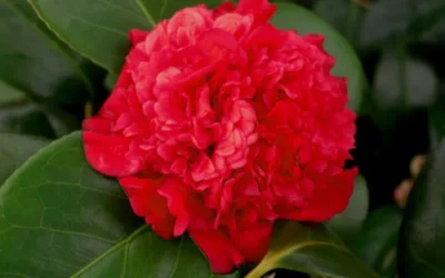 Professor Sargent Camellia Japonica - 1 Gallon Pot -Chaste Tree World camellia professor sargent bloom 2