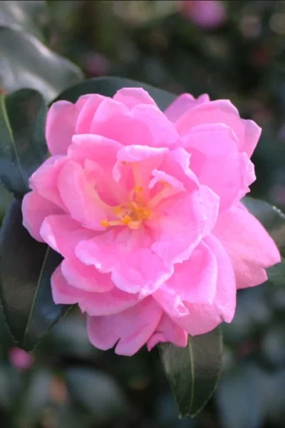 Sagamio Wabisuke Camellia - 3 Gallon Pot -Chaste Tree World camellia sagamio wabisuki 1