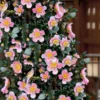 Maggie's Pink Camellia - 1 Gallon Pot