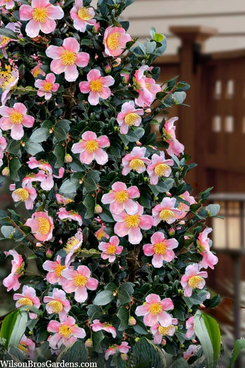 Maggie's Pink Camellia - 1 Gallon Pot 1 Maggie's Pink Camellia - 1 Gallon Pot
