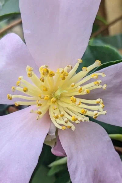 Maiden's Blush Camellia - 3 Gallon -Chaste Tree World camellia sasanqua maiden blush 4