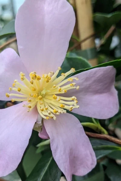 Maiden's Blush Camellia - 3 Gallon -Chaste Tree World camellia sasanqua maiden blush 5