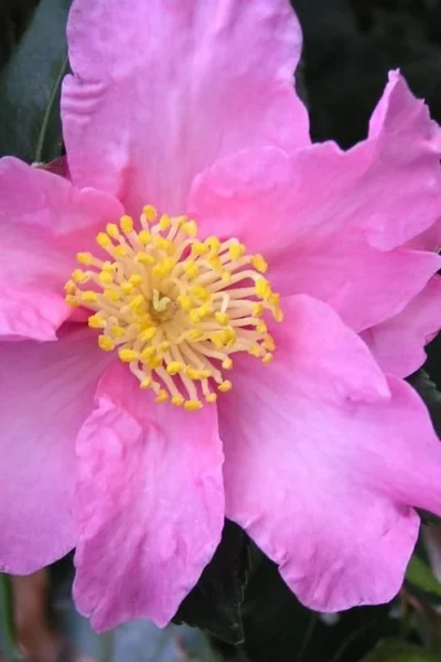 Marti Camellia - 3 Gallon Pot -Chaste Tree World camellia sasanqua marti 3