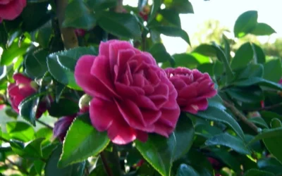 Purple Haze Camellia- 2 Gallon Pot -Chaste Tree World camellia sasanqua purple haze 2 1