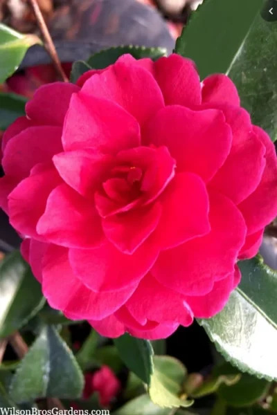 Purple Haze Camellia - 1 Gallon Pot -Chaste Tree World camellia sasanqua purple haze 4