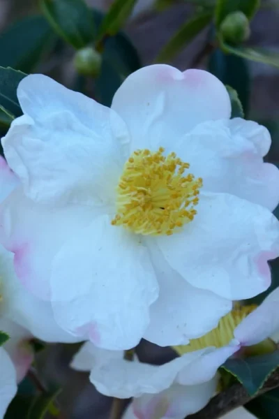 Sweet October Fragrant Camellia - 3 Gallon Pot -Chaste Tree World camellia sasanqua sweet october 2