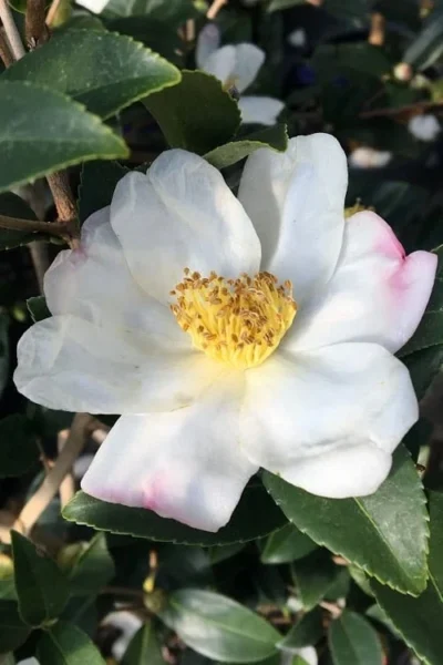 Survivor Cold Hardy White Camellia - 3 Gallon Pot -Chaste Tree World camellia sasanqua sweet october 3