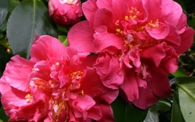 Scentsation Fragrant Camellia Japonica - 1 Gallon Pot -Chaste Tree World camellia scentsation 3 1