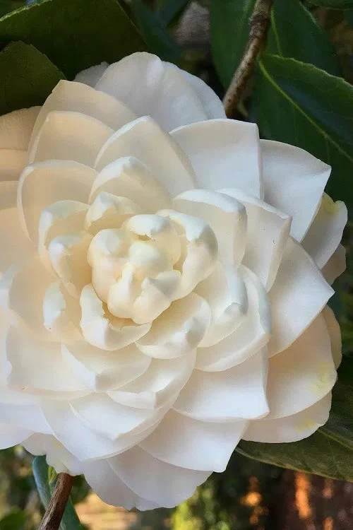 Sea Foam White Camellia Japonica - 3 Gallon Pot 1 Sea Foam White Camellia Japonica - 3 Gallon Pot