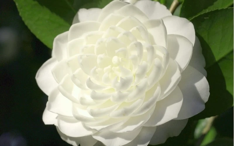 Sea Foam White Camellia Japonica - 3 Gallon Pot 4 Sea Foam White Camellia Japonica - 3 Gallon Pot - Image 4