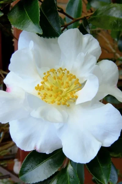 Setsugekka Fragrant Camellia Sasanqua - 2.5 Quart Pot 7 Setsugekka Fragrant Camellia Sasanqua - 2.5 Quart Pot -Chaste Tree World camellia setsugekka 3