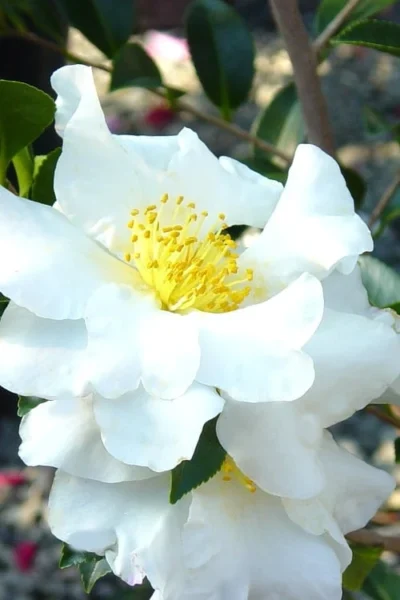 Setsugekka Fragrant Camellia Sasanqua - 3 Gallon Pot