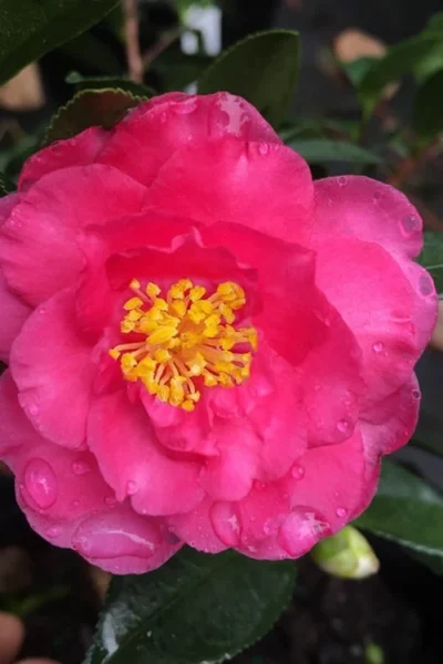 Shishi Gashira Dwarf Camellia Sasanqua - 3 Gallon Pot