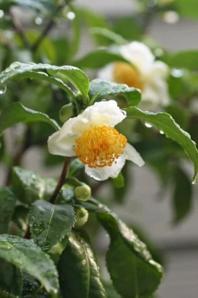 Small Leaf Tea Plant (Camellia Sinensis) - 3 Gallon Pot 8 Small Leaf Tea Plant (Camellia Sinensis) - 3 Gallon Pot -Chaste Tree World camellia sinensis small leaf tea plant 21 1