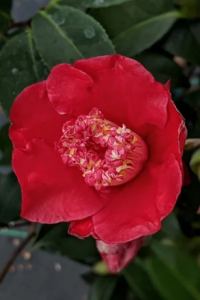 Tama Electra Camellia Japonica - 3 Gallon Pot -Chaste Tree World camellia tama electra 10 1