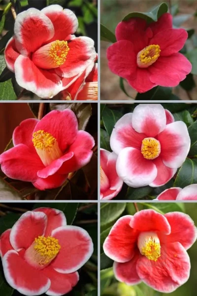 Tama No Ura Weeping Camellia Japonica - 3 Gallon Pot -Chaste Tree World camellia tama no ura sports 1 1