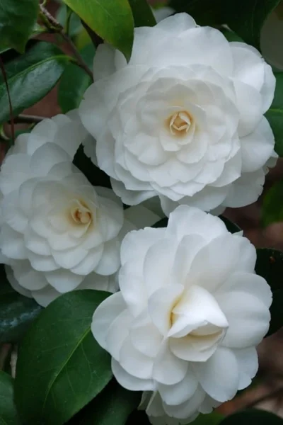 White By The Gate Camellia Japonica - 3 Gallon Pot -Chaste Tree World camellia white by the gate 1 1