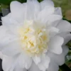 Winter's Snowman Camellia Hybrid - 3 Gallon Pot