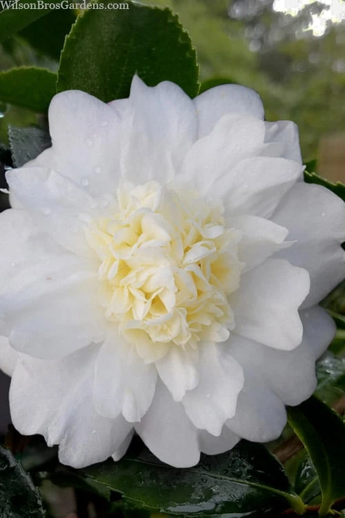 Winter's Snowman Camellia Hybrid - 1 Gallon Pot 1 Winter's Snowman Camellia Hybrid - 1 Gallon Pot