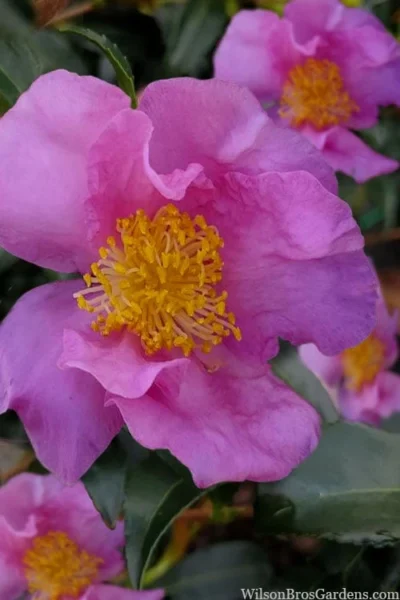 Winter's Star Cold Hardy Camellia - 3 Gallon Pot (SALE) 7 Winter's Star Cold Hardy Camellia - 3 Gallon Pot (SALE) -Chaste Tree World camellia winters star 100