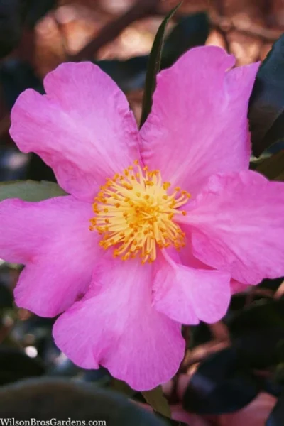 Winter's Star Cold Hardy Camellia - 1 Gallon Pot