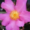 Winter's Star Cold Hardy Camellia - 3 Gallon Pot (SALE)