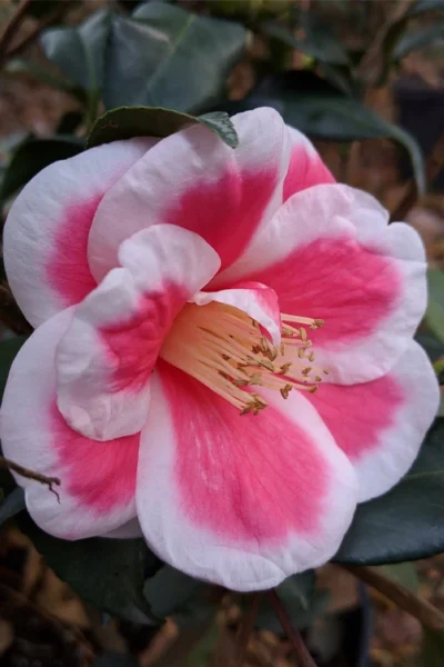 Christmas Candy Camellia - 3 Gallon Pot