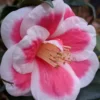 Christmas Candy Camellia - 1 Gallon Pot