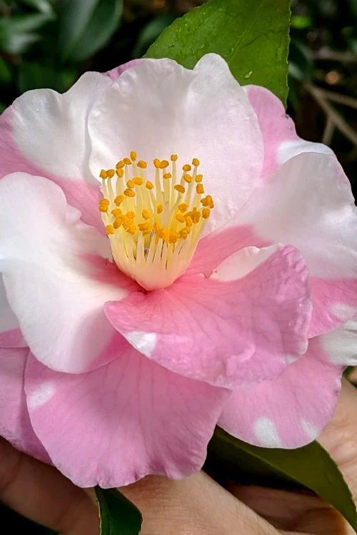 Shibori-Egao Camellia - 3 Gallon Pot 4 Shibori-Egao Camellia - 3 Gallon Pot - Image 4