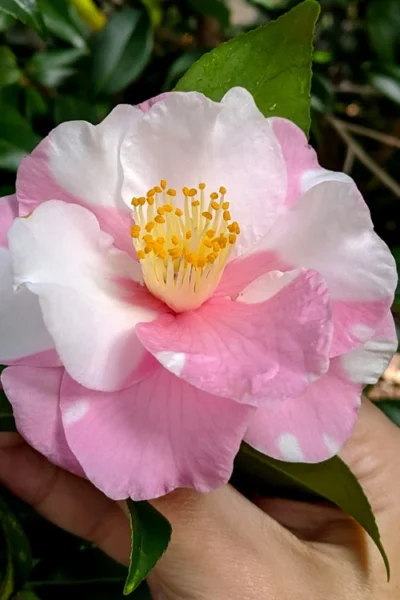 Shibori-Egao Camellia - 3 Gallon Pot 9 Shibori-Egao Camellia - 3 Gallon Pot -Chaste Tree World camellia x vernalis shibori egao 102