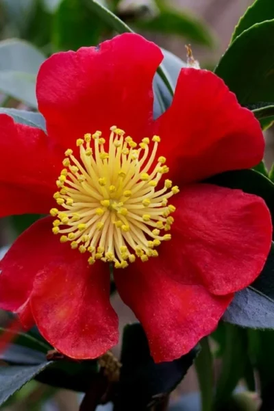 Yuletide Camellia Sasanqua - 2.5 Quart Pot -Chaste Tree World camellia yuletide best 4
