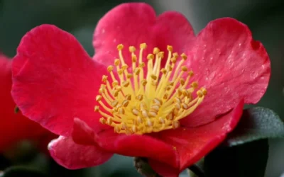 Yuletide Camellia Sasanqua - 7 Gallon Pot (3-4') -Chaste Tree World camellia yuletide flower closeup 1