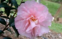 Cotton Candy Camellia Sasanqua - 1 Gallon Pot -Chaste Tree World camelliacottoncandy 1