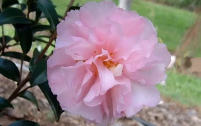 Cotton Candy Camellia Sasanqua - 3 Gallon Pot 9 Cotton Candy Camellia Sasanqua - 3 Gallon Pot -Chaste Tree World camelliacottoncandy 3