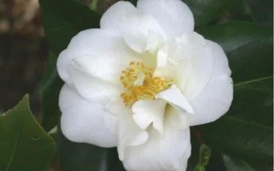 White Empress Camellia Japonica - 1 Gallon Pot -Chaste Tree World camelliawhiteempress 1