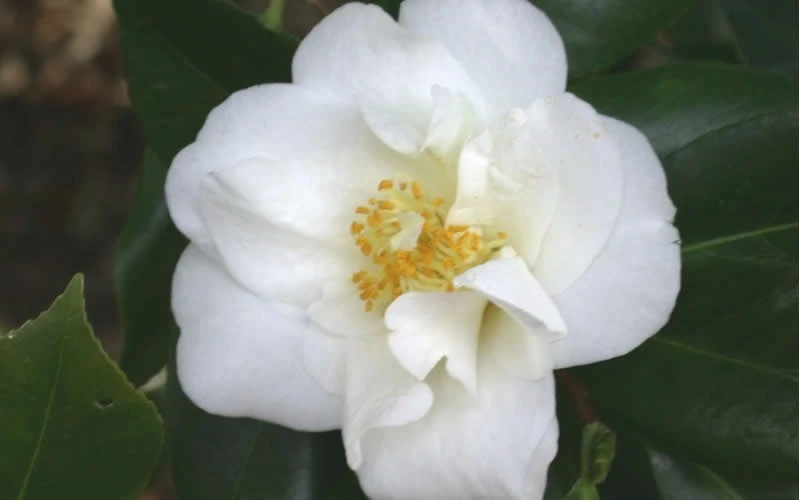 White Empress Camellia Japonica - 3 Gallon Pot 3 White Empress Camellia Japonica - 3 Gallon Pot - Image 3