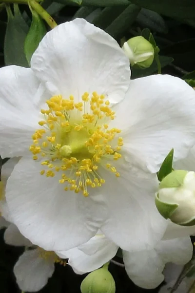 Elizabeth Bush Anemone (Carpentaria Californica) - 5 Gallon Pot 11 Elizabeth Bush Anemone (Carpentaria Californica) - 5 Gallon Pot -Chaste Tree World carpentaria californica elizabeth bush anemone 1