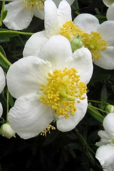 Elizabeth Bush Anemone (Carpentaria Californica) - 5 Gallon Pot 13 Elizabeth Bush Anemone (Carpentaria Californica) - 5 Gallon Pot -Chaste Tree World carpentaria californica elizabeth bush anemone 3