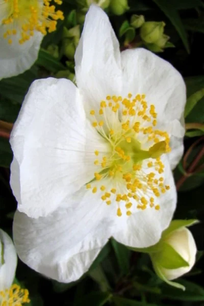 Elizabeth Bush Anemone (Carpentaria Californica) - 5 Gallon Pot 15 Elizabeth Bush Anemone (Carpentaria Californica) - 5 Gallon Pot -Chaste Tree World carpentaria californica elizabeth bush anemone 5