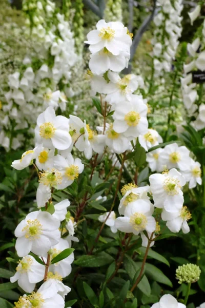 Elizabeth Bush Anemone (Carpentaria Californica) - 5 Gallon Pot 14 Elizabeth Bush Anemone (Carpentaria Californica) - 5 Gallon Pot -Chaste Tree World carpentaria californica elizabeth bush anemone 6