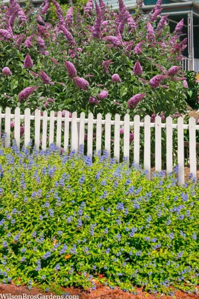 Beekeeper Blue Mist Shrub (Caryopteris) - 3 Gallon Pot -Chaste Tree World caryopteris beekeeper bluebeard 5